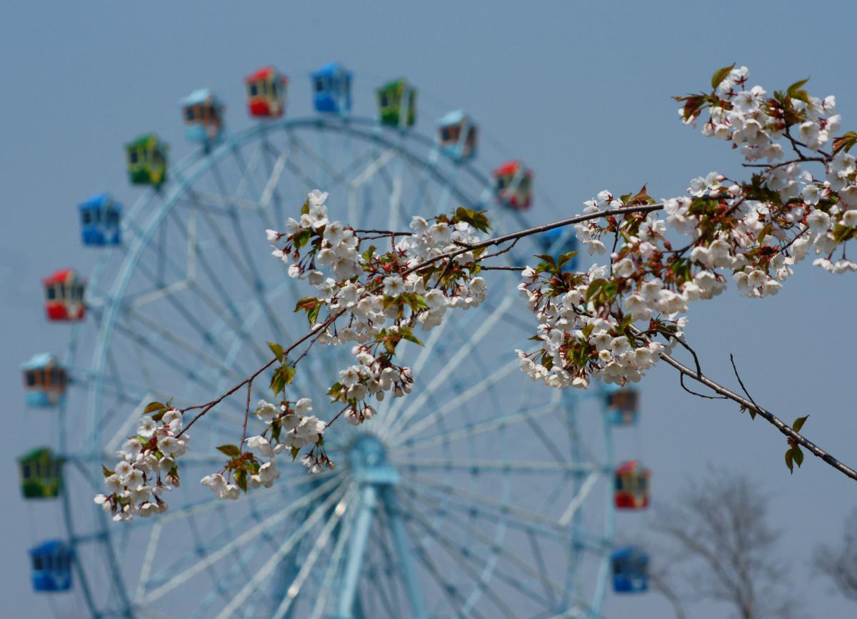 Cerisiers au parc d'attraction d'Incheon
