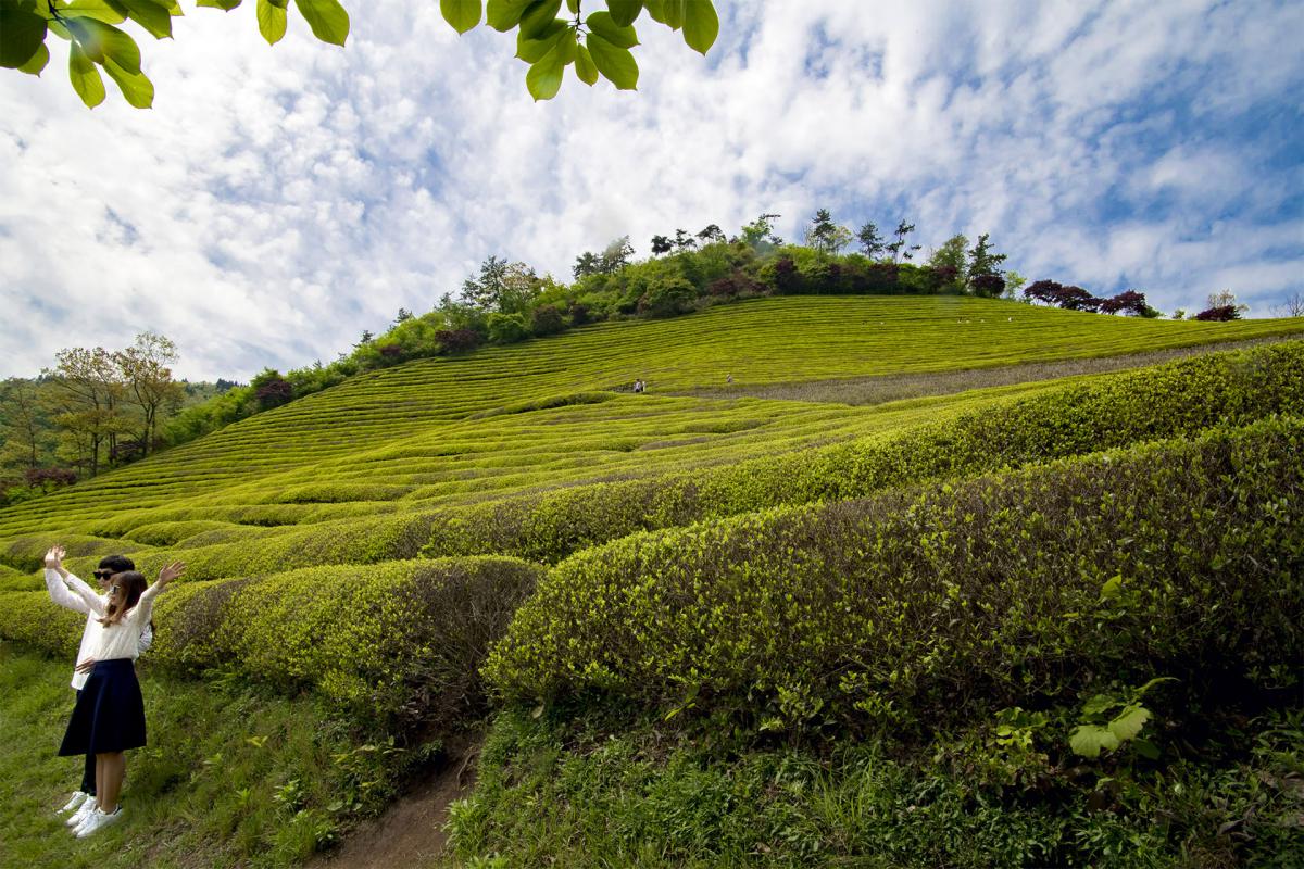 Plantation de thé de Boseong